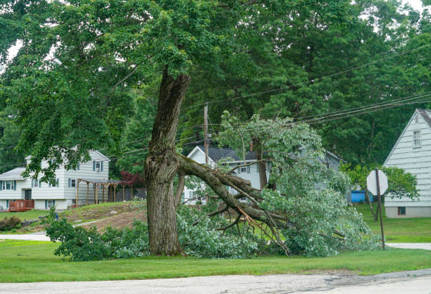 Tree Service Company in Twin City, GA